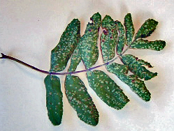Eriophyid Mites